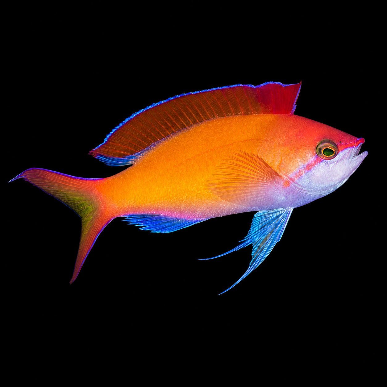 Nemanthias dispar (Peach Fairy Basslet)