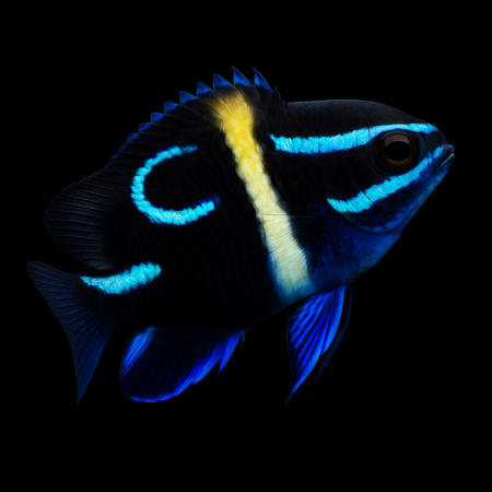 Neoglyphidodon oxyodon (Bluestreak damselfish)