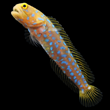 Opistognathus rosenblatti (Blue-spotted Jawfish) - Tank Bred