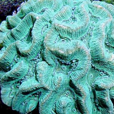 Oulophyllia