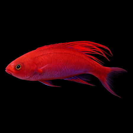 Paracheilinus cyaneus (Blue Flasher Wrasse)