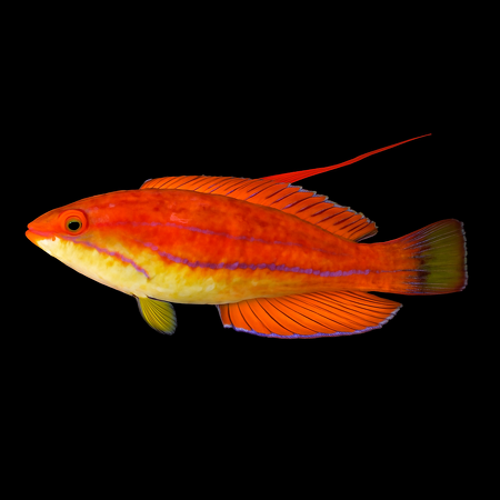 Paracheilinus flavianalis