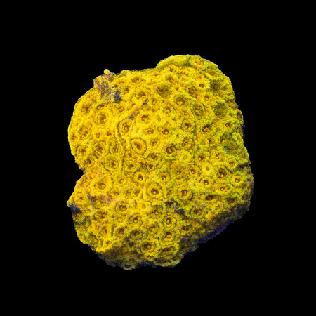 Pavona Orange Frag (Ong. 2-3 cm) WYSIWYG (1772912663538)