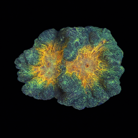 Pectinia Orange Center M (Ong. 6-7 cm) WYSIWYG (1772913343382)