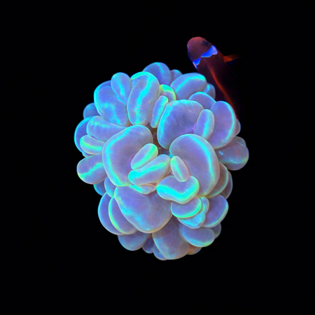 Plerogyra Sinuosa M (Ong. 6-7 cm) WYSIWYG (1783885315516)