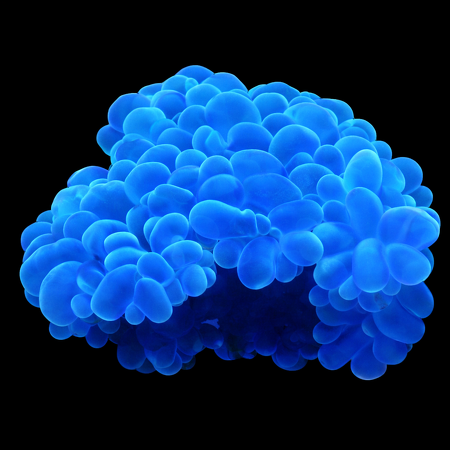 Plerogyra Sinuosa Pearl Ultra WYSIWYG (1770755456871)