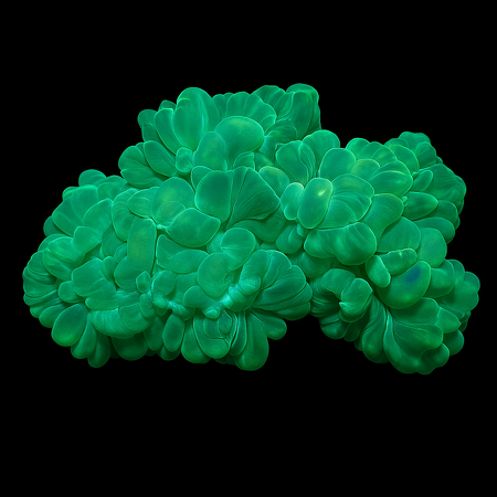 Plerogyra turbida Green (Fox Coral)