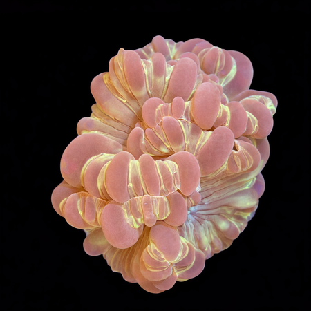 Plerogyra Turbida L (Ong. 8-9 cm) WYSIWYG (1783885230562)