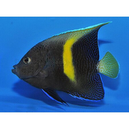 Pomacanthus maculosus (Yellowbar Angelfish) - Tank Bred