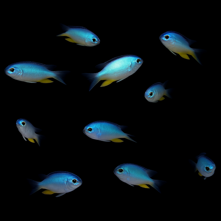 Pomacentrus alleni (Andaman damsel)