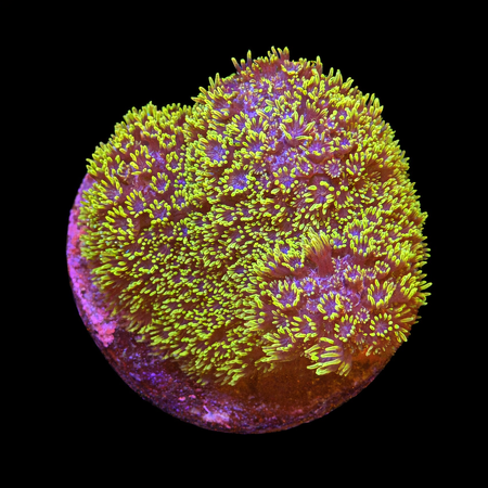 Porites Caribbean (Zeer zeldzaam) Frag (Ong. 2-3 cm) WYSIWYG (1784405176902)