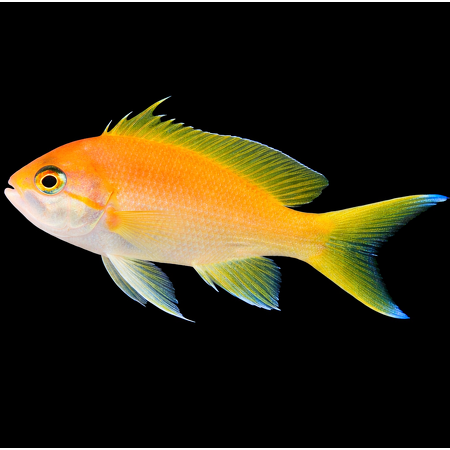 Pseudanthias pleurotaenia (vrouw)
