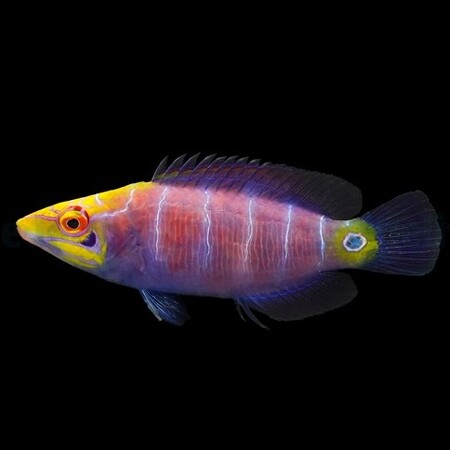 Pseudocheilinus ocellatus (Mysterie Wrasse)