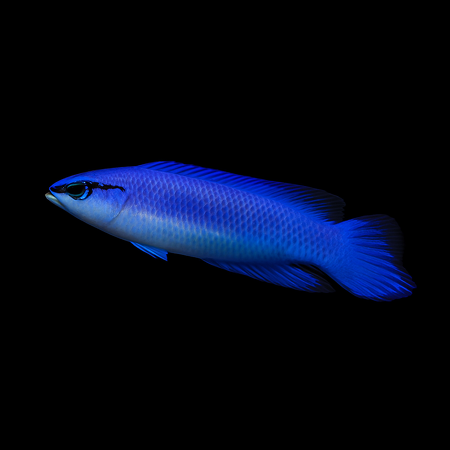 Pseudochromis indigo (dejongi) - DJM Bred