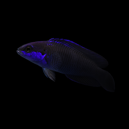 Pseudochromis springeri - DJM Bred