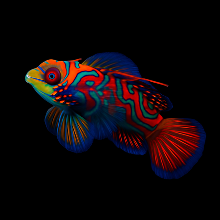 Pterosynchiropus splendidus (Blue) - Dragonet