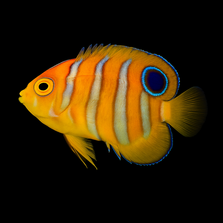 Pygoplites diacanthus - Tank Bred