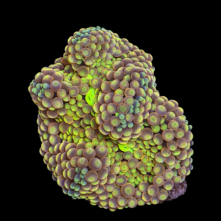 Ricordea Florida Frag (Ong. 2-3 cm) WYSIWYG (1784404285749)