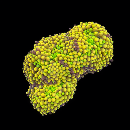 Ricordea Florida Frag (Ong. 2-3 cm) WYSIWYG (1784404307233)