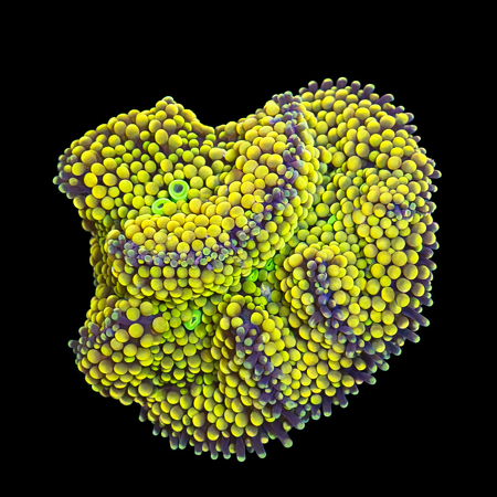 Ricordea Florida Frag (Ong. 2-3 cm) WYSIWYG (1784404330499)