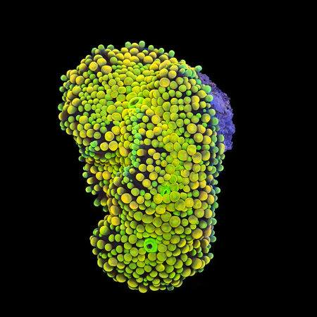 Ricordea Florida Frag (Ong. 2-3 cm) WYSIWYG (1784404351575)
