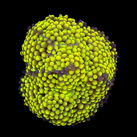 Ricordea Florida Frag (Ong. 2-3 cm) WYSIWYG (1784404790319)