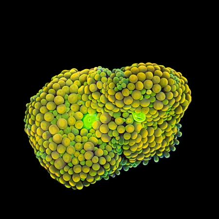 Ricordea Florida Frag (Ong. 2-3 cm) WYSIWYG (1784404804886)