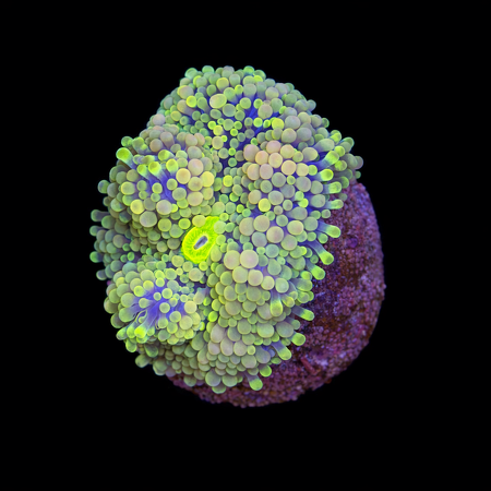 Ricordea Florida Frag (Ong. 2-3 cm) WYSIWYG (1784404822253)