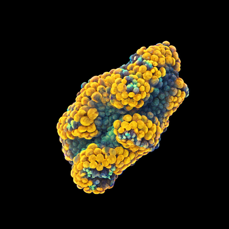 Ricordea Florida Orange/rainbow S (Ong. 4-5 cm) WYSIWYG (1772912698184)