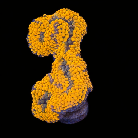 Ricordea Florida Orange/rainbow S (Ong. 4-5 cm) WYSIWYG (1772913003181)