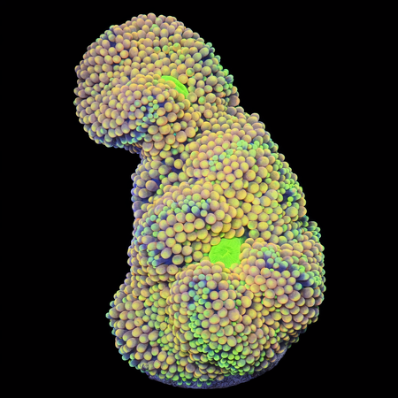 Ricordea Florida Rainbow S (Ong. 4-5 cm) WYSIWYG (1772912980581)