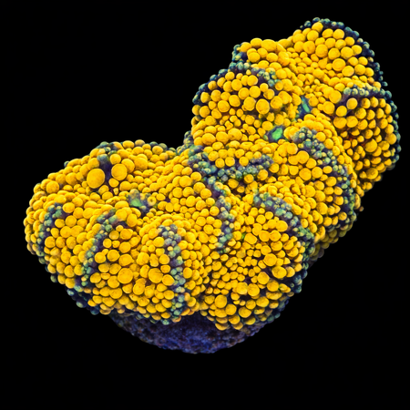 Ricordea Florida Orange/rainbow S (Ong. 4-5 cm) WYSIWYG (1772912133506)