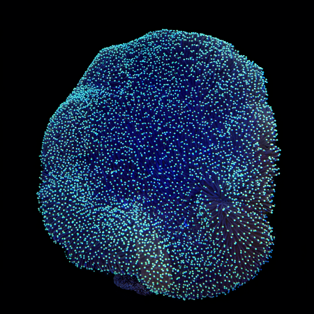 Sarcophyton Rare Ultra Luminous Mushroom Leather Fiji South Sea Japan XXL (Ong. 15+ cm) WYSIWYG (1784486730412)