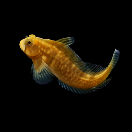 Scartella cristata