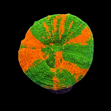 Scolymia Bleeding Apple Frag (Ong. 2-3 cm) WYSIWYG (1783883726348)
