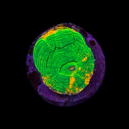 Scolymia bleeding apple Frag (Ong. 2-3 cm) WYSIWYG (1783884329127)
