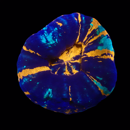 Scolymia Warpaint S (Ong. 4-5 cm) WYSIWYG (1773252767892)