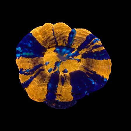 Scolymia Warpaint S (Ong. 4-5 cm) WYSIWYG (1773252772392)