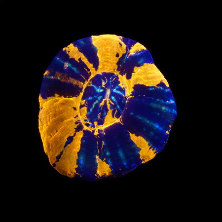 Scolymia Warpaint S (Ong. 4-5 cm) WYSIWYG (1773252775775)