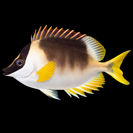Siganus magnificus S