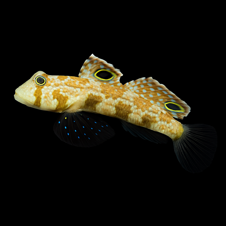 Signigobius biocellatus (Twinspot goby)