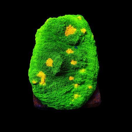 Space invaders Chalice Frag (Ong. 2-3 cm) WYSIWYG (1778573509199)