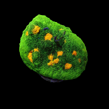 Space invaders Chalice Frag (Ong. 2-3 cm) WYSIWYG (1778573511902)