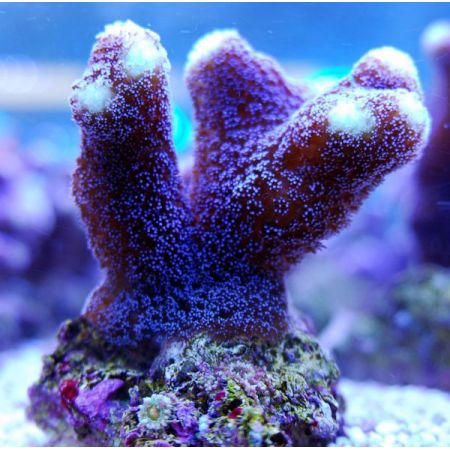 Stylophora Paars