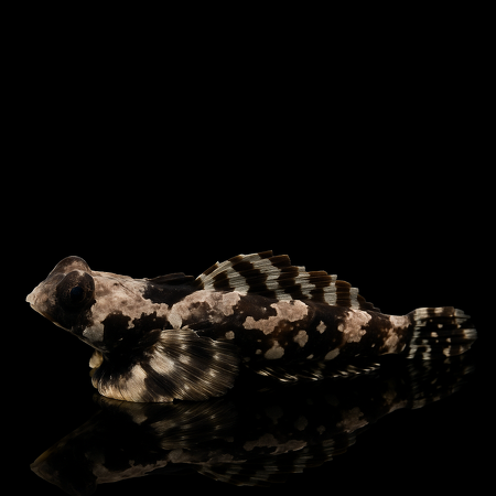 Synchiropus ocellatus (Scooter Blenny)