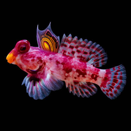 Synchiropus stellatus