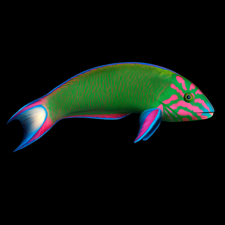 Thalassoma lunare (Moon Wrasse)