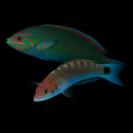 Thalassoma lunare (Moon Wrasse)
