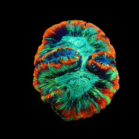 Trachyphyllia Master Grade L (Ong. 8-9 cm) WYSIWYG (1773253408434)