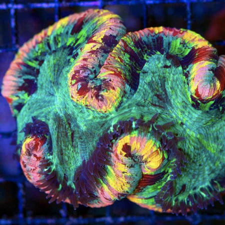 Trachyphyllia Rainbow Master Grade 